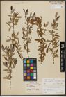 Foto von Salix triandra subsp. amygdalina (L.) Schübl. & G. Martens